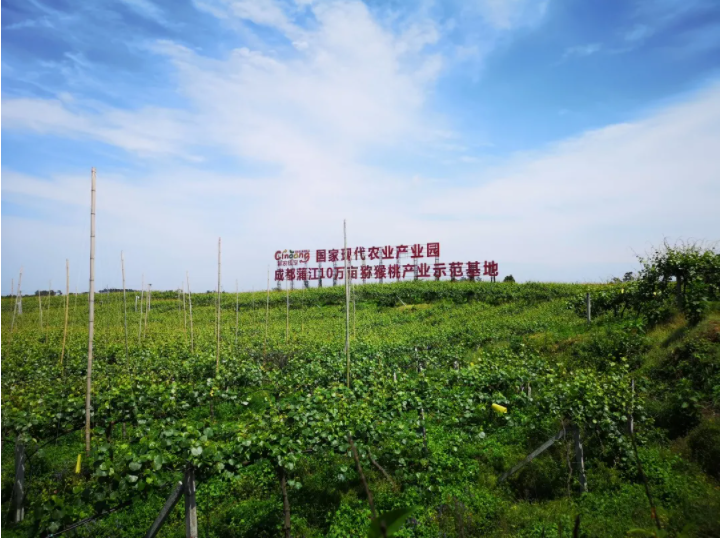 成都蒲江：10萬畝獼猴桃有專業醫生把脈問診