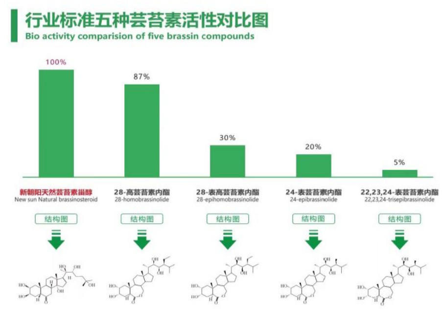 小麥拌種選新朝陽(yáng)天然蕓苔素，讓小麥高產(chǎn)贏在起跑線上！（小麥在什么時(shí)候用蕓苔素效果最佳）